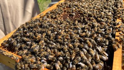 More deadly varroa mite infestations uncovered, NSW farmers worry about 'long-lasting impacts'