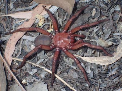 ‘It’s very big’: new species of giant trapdoor spider discovered in Queensland