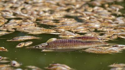 Fish kill clean-up finally underway at Menindee, a week after creatures began clogging up river