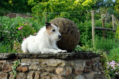 7 dog-friendly gardens to visit this spring