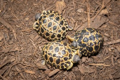 A 90-year-old tortoise named Mr. Pickles just became a father of 3. It's a big 'dill'