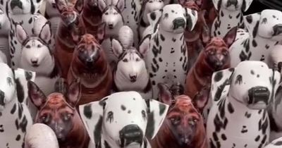 Beady-eyed pet fans struggle to find the real dog among these fakes - can you spot it?