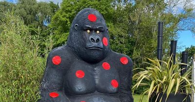 Thieves steal 8ft gorilla from Lanarkshire garden centre leaving owner raging