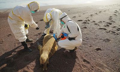 First birds, now mammals: how H5N1 is killing thousands of sea lions in Peru