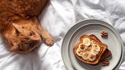 Can cats have peanut butter?