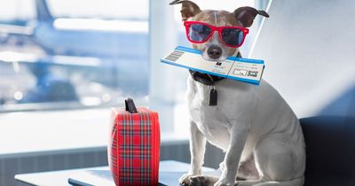 10 tips for taking your pet on holiday this summer