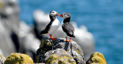 Puffins return to the Isle of May - here is how to see them up close