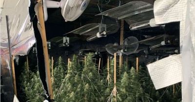 Huge cannabis farm found in bingo hall