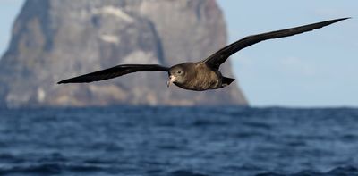 Seabirds that swallow ocean plastic waste have scarring in their stomachs – scientists have named this disease 'plasticosis'