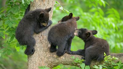 Fearless hikers wanted to work as 'professional bear huggers'