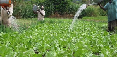 Climate change: farmers in Ghana can't predict rainfall anymore, changing how they work