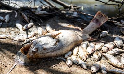 ‘All this here will kill this river’: traditional owners grieve for the Darling-Baaka after mass fish death