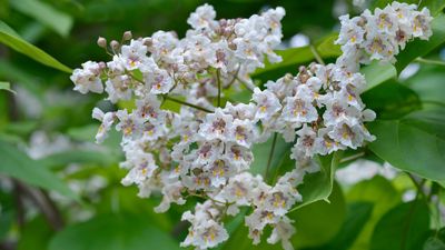 Catalpa care and growing guide – expert tips for this popular flowering tree