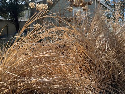 Itching to start spring garden cleanup? Not so fast!