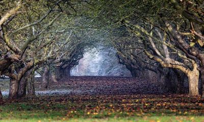 Hundreds of trees to be felled for Cambridge bus route to tackle climate change