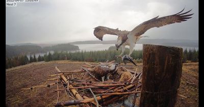 Ospreys set to return to Northumberland in coming days - here's how you can see them