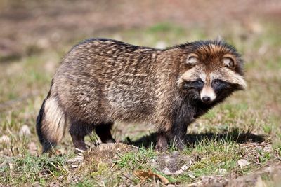 The raccoon dog–COVID connection