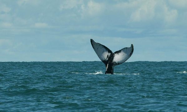 Sailing crew rescued after giant whale sunk 44ft boat in Pacific Ocean