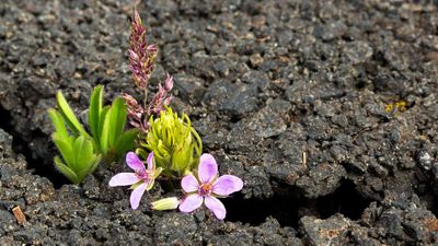 The Great COVID Rupture