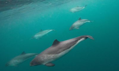 UK fishing vessels ‘underreporting’ whale, dolphin and porpoise bycatch