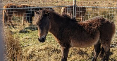 One pony put to sleep and 11 others rescued from Welsh common