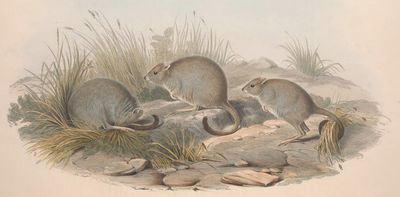 Species don't live in isolation: what changing threats to 4 marsupials tell us about the future