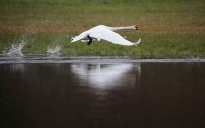 Swan Populations Grow 30 Times Faster In Nature Reserves: Study