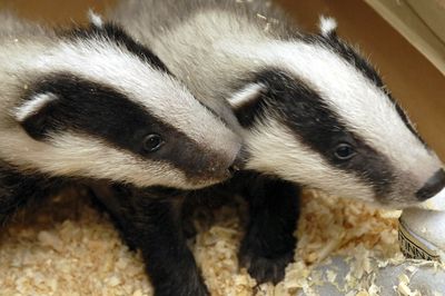 Burrowing badgers have halted some train service in the Netherlands