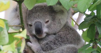Accurate data is key to Australia preventing koalas going extinct