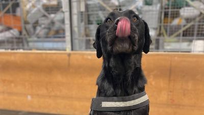 Federal department stopped training sniffer dogs to detect bees, missing chance to prevent varroa mite's arrival