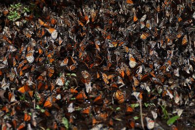 Decline in number of monarch butterflies wintering in Mexico