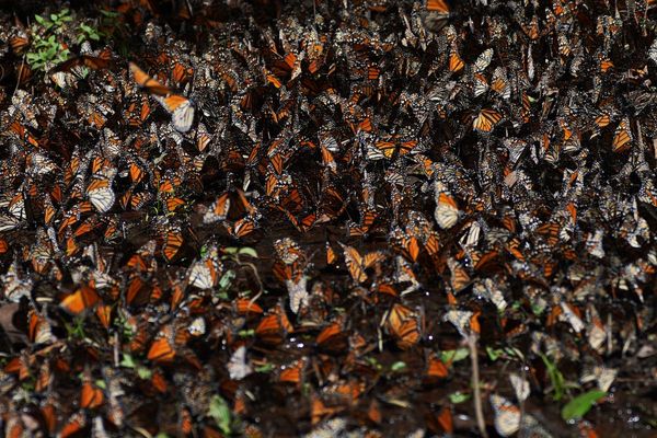 Decline in number of monarch butterflies wintering in Mexico