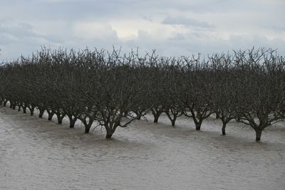 Ghost lake set to reappear as California hit again by rain