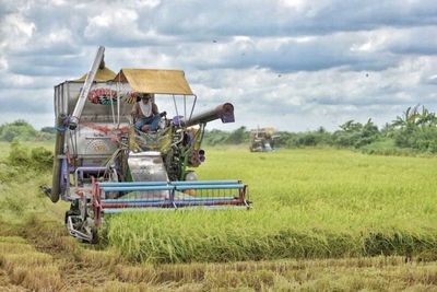 Rice panel eyes 6% increase in output