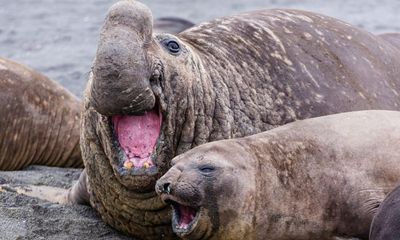 Sex on the beach: pressures of extreme polygamy may be driving southern elephant seals to early death