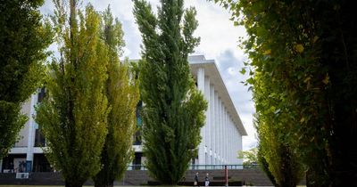 Work begins on National Library land renewal despite tree's pest status