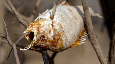 Millions of dead fish cleared out as Menindee awaits results of drinking water tests