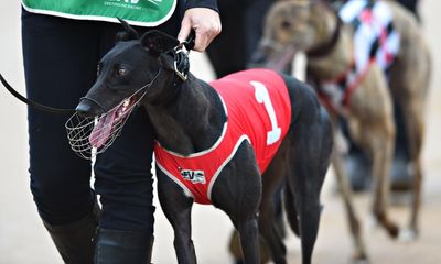 Tracking technology to protect greyhounds will go ahead in Victoria after unanimous support