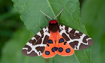 Drought threatening British moth species with local extinction