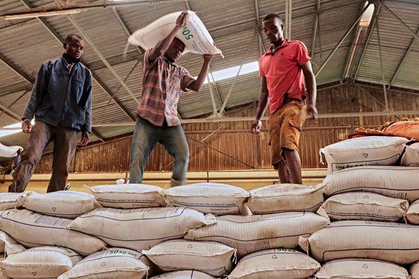 African smallholder farmers count the cost of fertilizer price spike