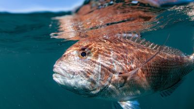 Australian fisheries set to be hit by climate change as IPCC report forecasts lower yields