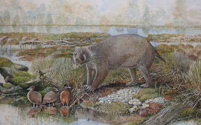 Wombat and possum-like fossils from central Australia fill evolutionary gap