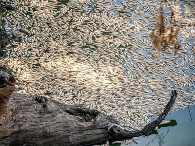 Calls for royal commission after Menindee fish kill