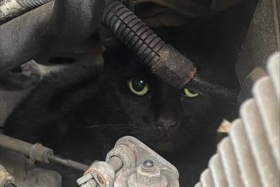 Cat survives five-mile trip under bonnet of car on school run