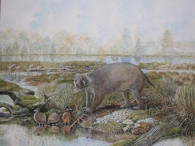 Wombat and possum-like fossils fill evolutionary gap