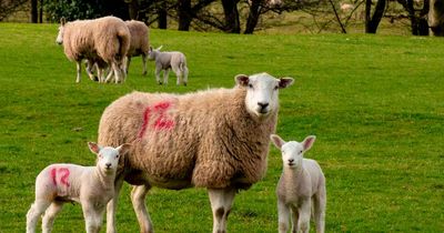 Dumfries and Galloway dog owners urged to take care during lambing season