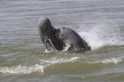 Cambodia records 1st rare Mekong River dolphin death in 2023