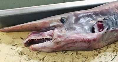 Fisherman catches rare prehistoric goblin shark - and it can weigh up to 32 stone