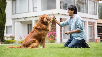 Want your dog to feel happy during training sessions? Then you need this trainer’s four easy tips