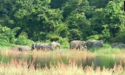 Kaziranga National Park to be closed from April 6 to 8 for Gaj Utsav